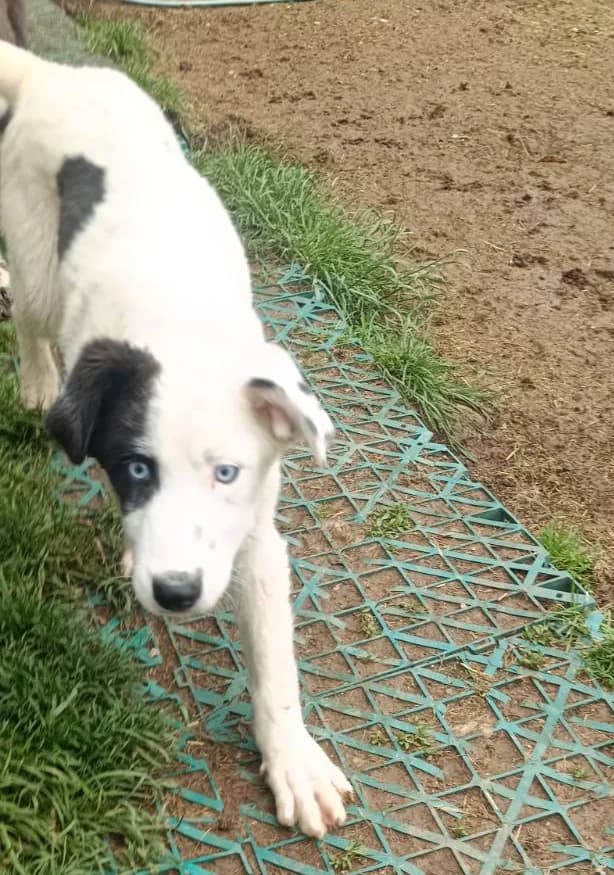 Dancho, male puppy Mixed Breed for adoption at Sharo Foundation, Sofia