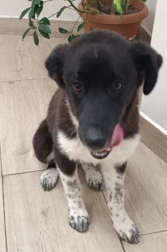 Greta, male puppy mixed breed for adoption at Sharo Foundation, Sofia