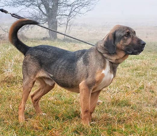 Asen, male mixed breed for adoption at Shelter Hearts Pernik, Pernik