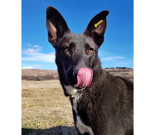 Gard, male mixed breed for adoption at Shelter Hearts Pernik, Pernik