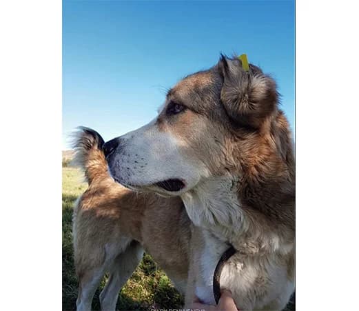 Hera, female mixed breed for adoption at Shelter Hearts Pernik, Pernik
