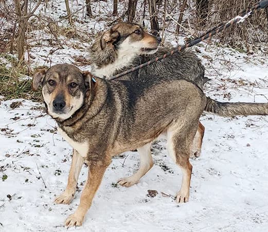 Lisa, female mixed breed for adoption at Shelter Hearts Pernik, Pernik