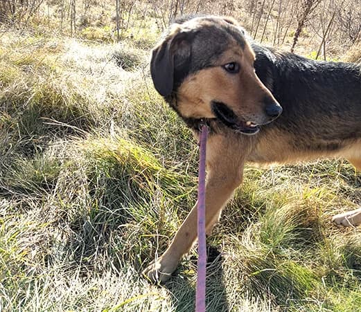 Rino, male mixed breed for adoption at Shelter Hearts Pernik, Pernik
