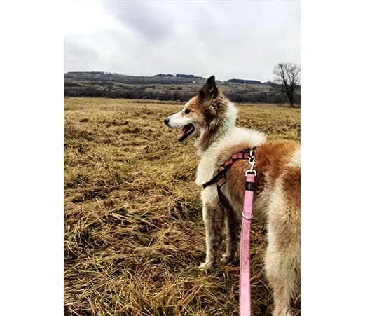 Rudy, male mixed breed for adoption at Shelter Hearts Pernik, Pernik