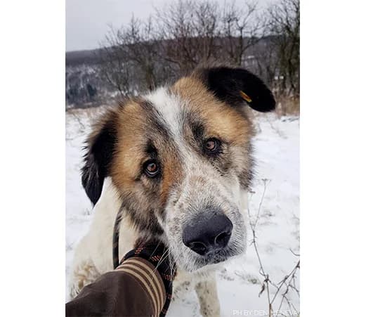 Tara, female mixed breed for adoption at Shelter Hearts Pernik, Pernik