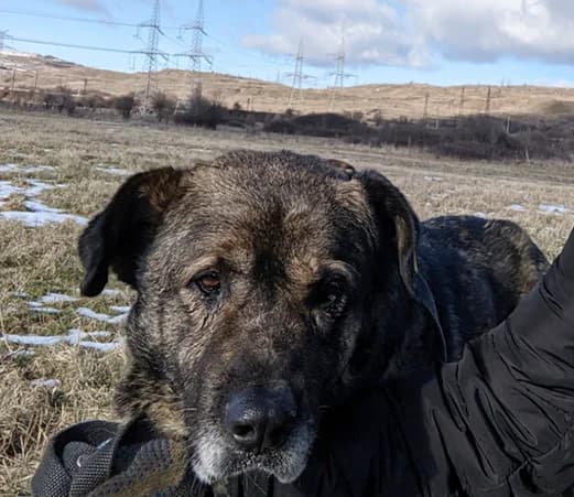 grandpa Petko, male mixed breed for adoption at Shelter Hearts Pernik, Pernik