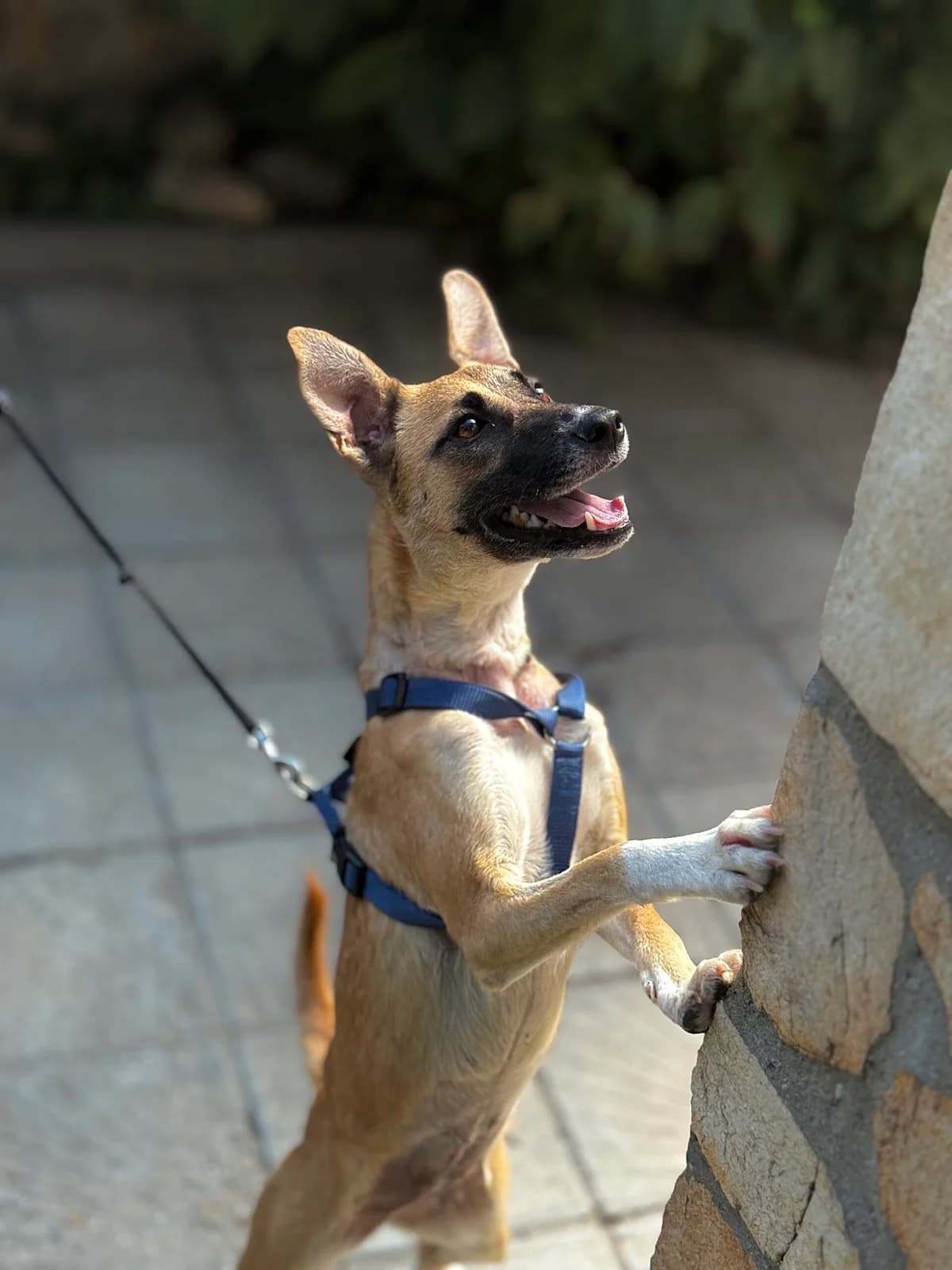Kari – Osinoovena (Къри – Осинoовенa), Mixed Breed (Stray Angels Bulgaria)