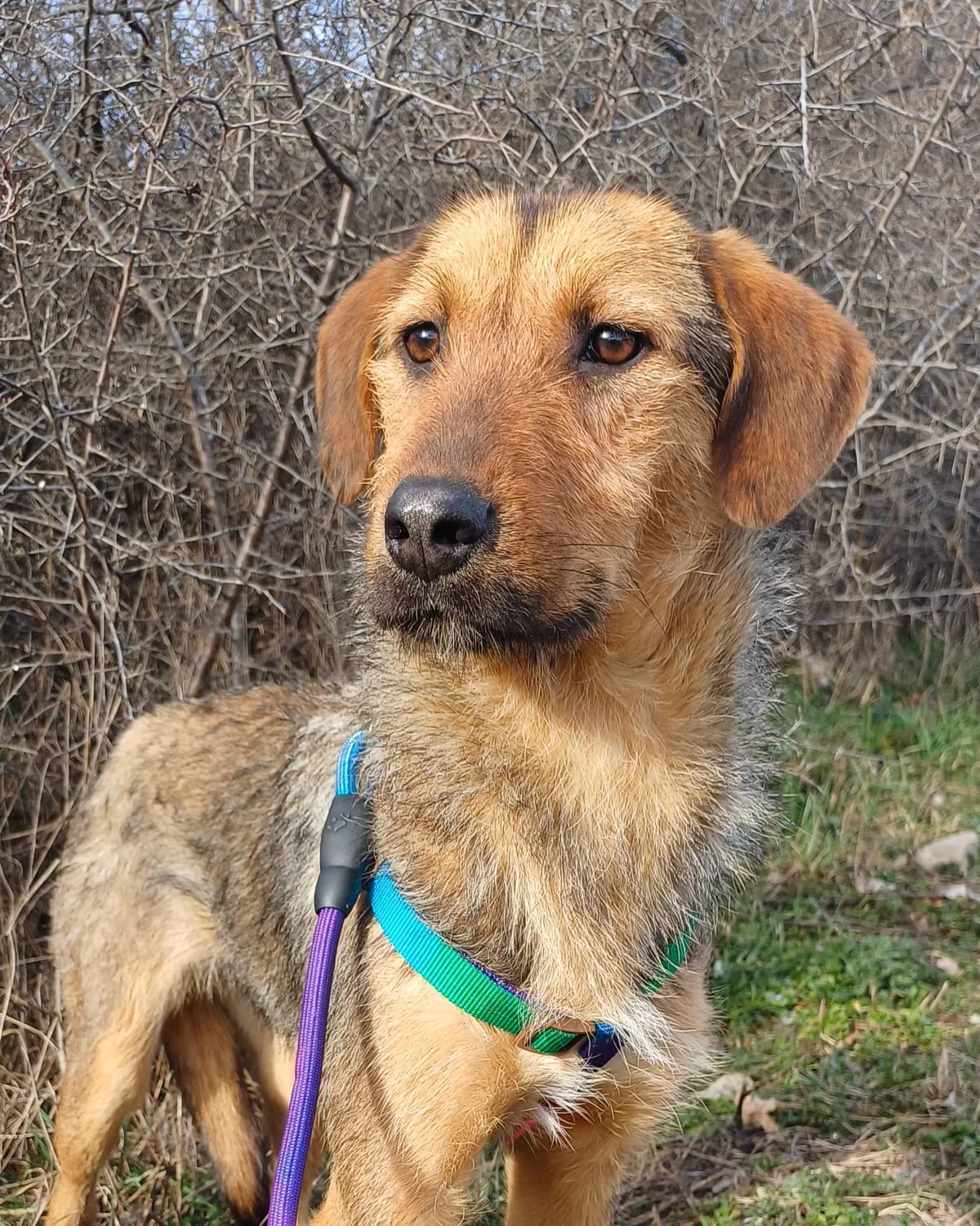 Mimi – V protses na osinovyavane (Мими – В процес на осиновяване), Mixed Breed for adoption at Stray Angels Bulgaria, Sofia