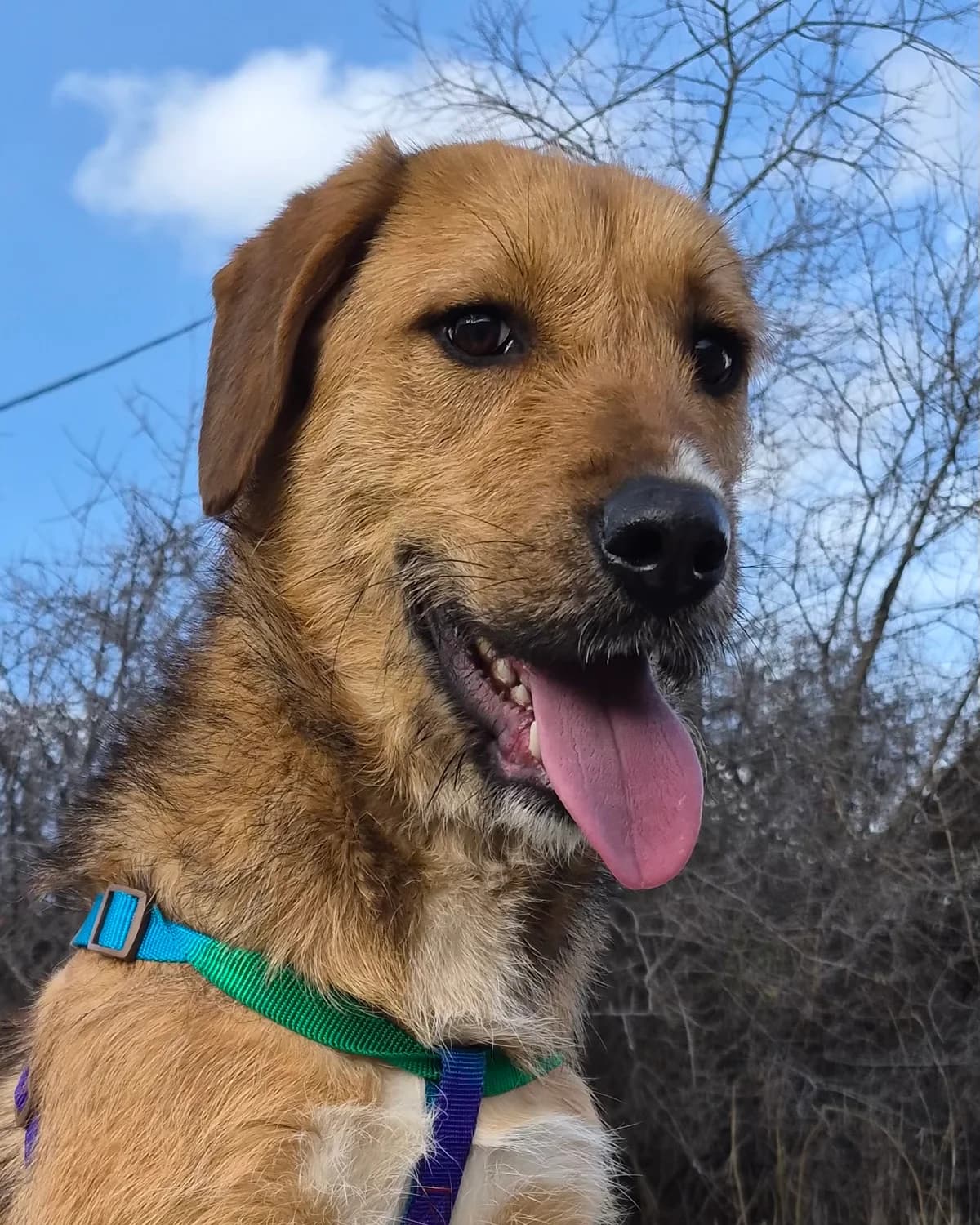 Krisi – Tarsi Dom (Криси – Търси Дом), Mixed Breed for adoption at Stray Angels Bulgaria, Sofia