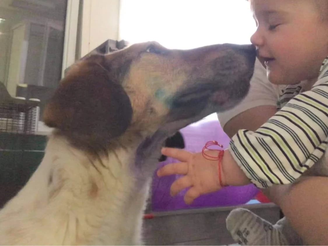 MIA (МИА), Mixed Breed (Stray Angels Bulgaria)