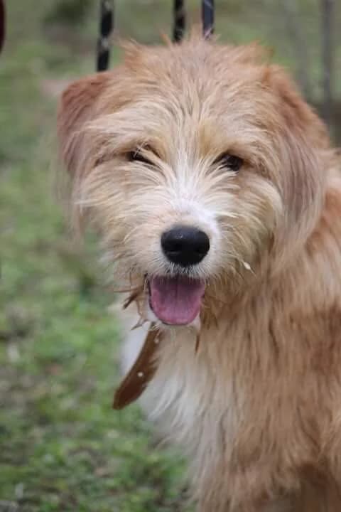 Sisi-Sisi (Сиси-Sisi), Mixed Breed (Stray Angels Bulgaria)