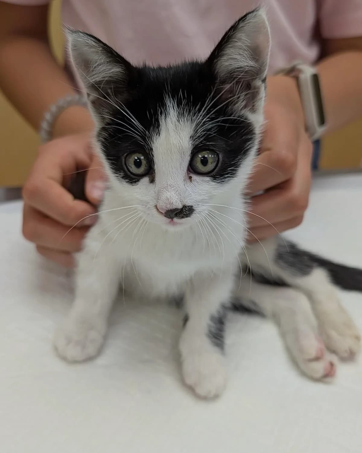 Sisi Dzhun ima nuzhda ot podkrepa za lechenie. Tarsi dom (Сиси Джун има нужда от подкрепа за лечение,  Mixed Breed for adoption at Stray Angels Bulgaria, Sofia
