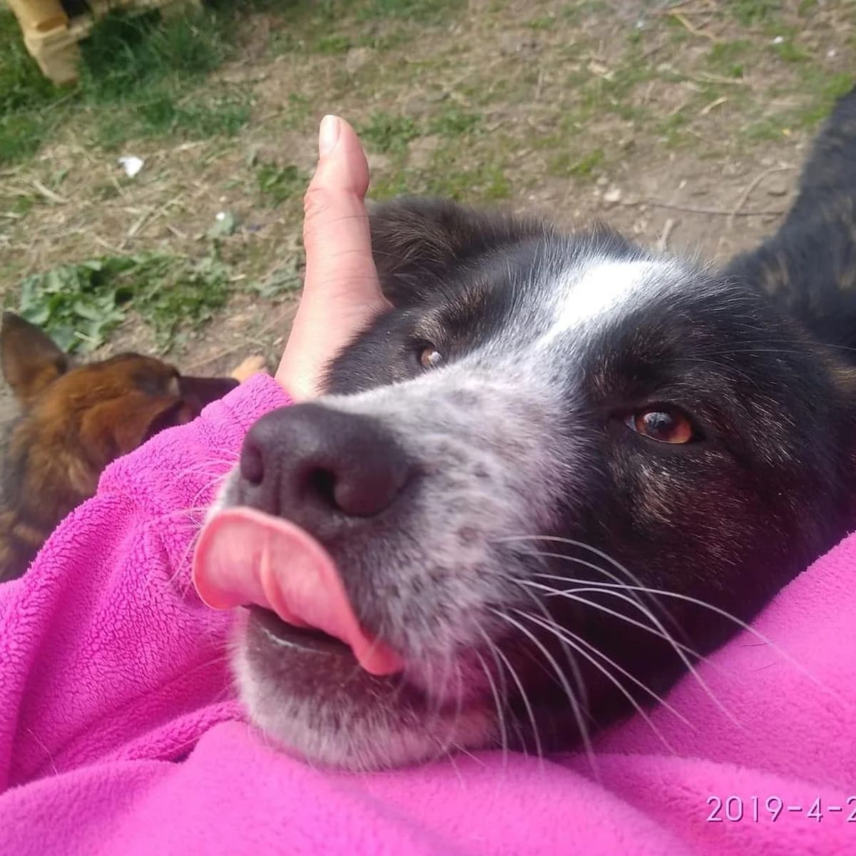 Leksus (Лексус), Mixed Breed (Stray Angels Bulgaria)