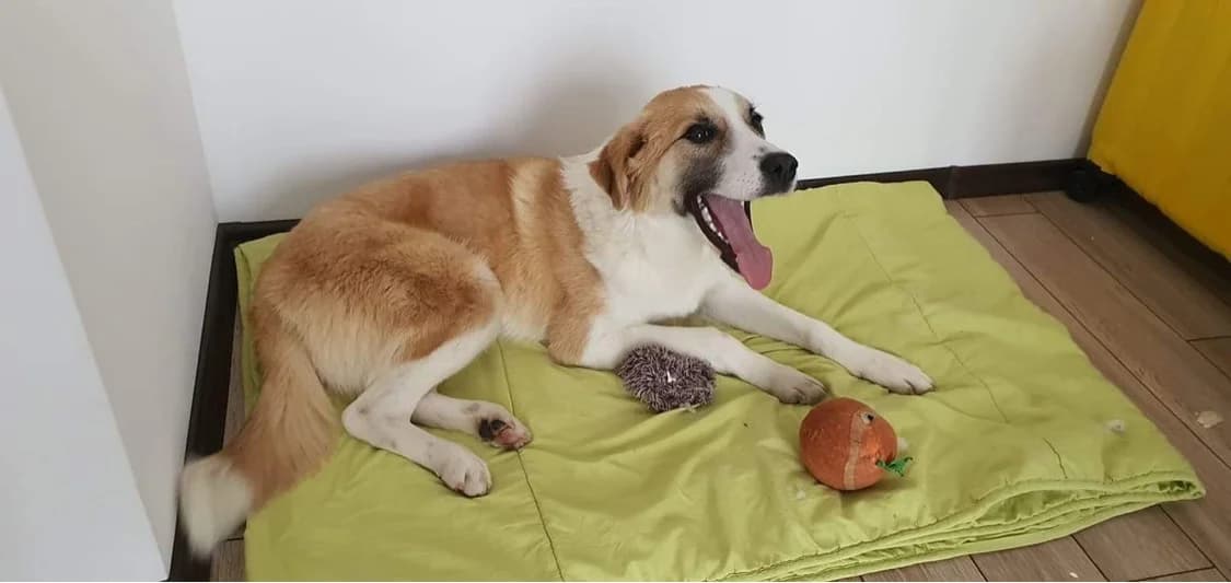 Marion (Марион), Mixed Breed (Stray Angels Bulgaria)