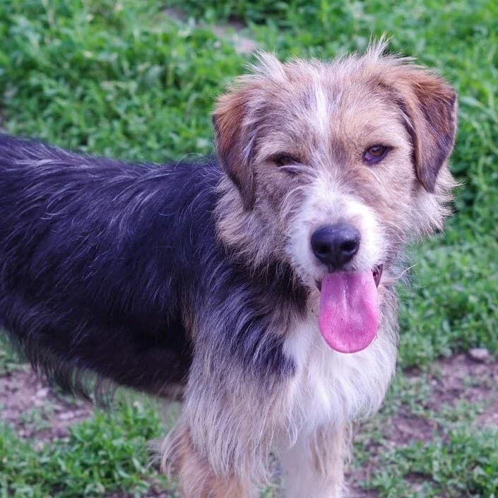 Iskra / Iskra (Искра / Iskra), Mixed Breed (Stray Angels Bulgaria)