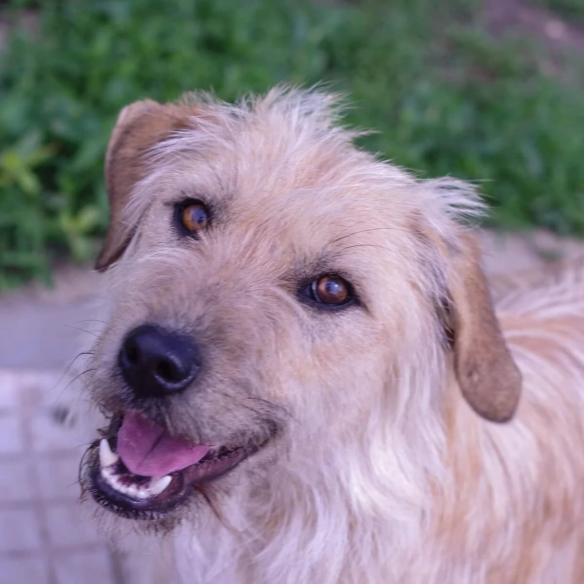 Siyayna / Shiny (Сияйна / Shiny), Mixed Breed (Stray Angels Bulgaria)