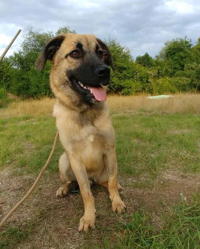 Edi/Eddie (Еди/Eddie), Mixed Breed (Stray Angels Bulgaria)