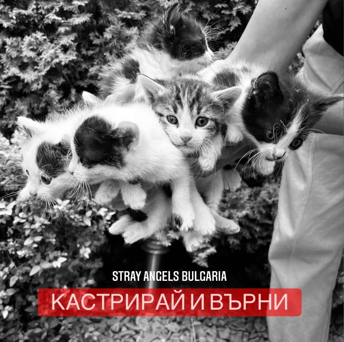 Kastriray i varni (Кастрирай и върни), Mixed Breed for adoption at Stray Angels Bulgaria, Sofia