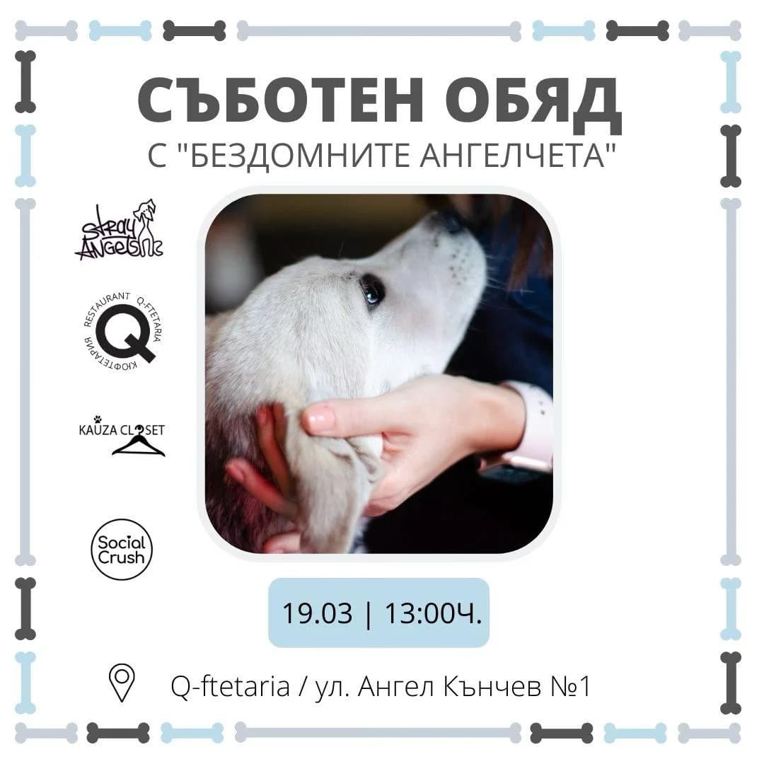 Obyad s Bezdomnite Angeli 19.03.2022 (Обяд с Бездомните Ангели 19.03.2022), Mixed Breed for adoption at Stray Angels Bulgaria, Sofia