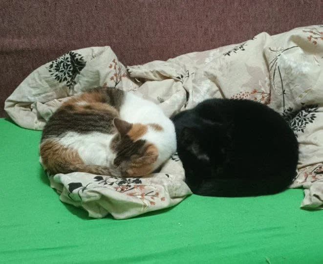Shura, female young Mixed Breed for adoption at Tenth Life Cat Rescue, Varna