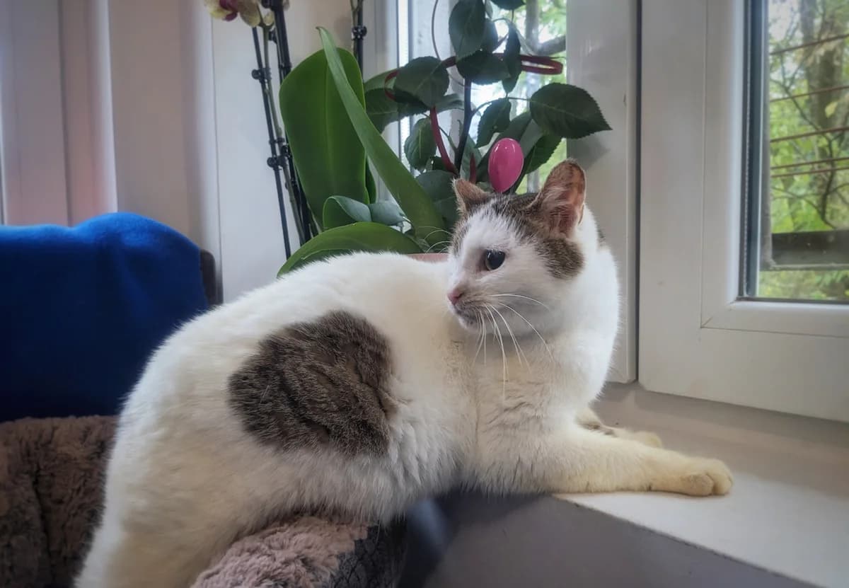 Liza, female senior mixed breed for adoption at Four Paws Bulgaria (ЧЕТИРИ ЛАПИ), Sofia