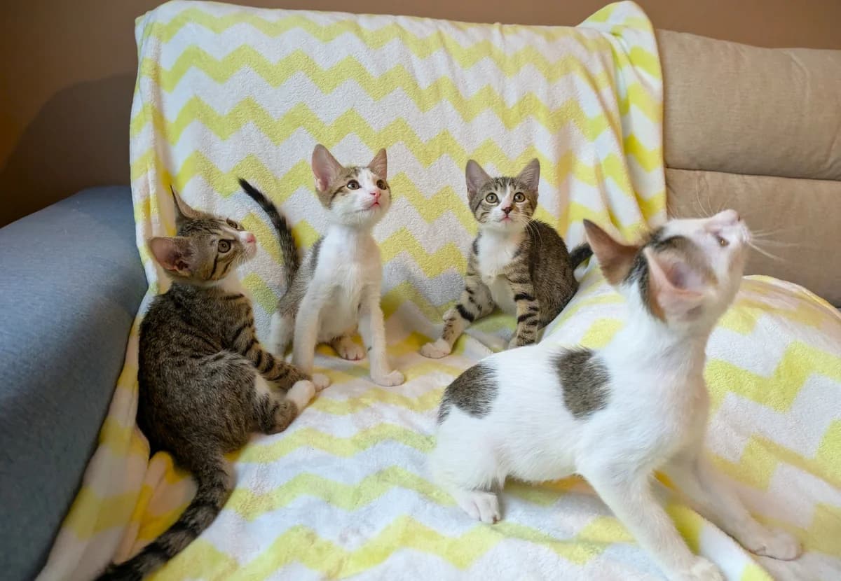 Kapri, Sofi, Indi i Tedi (Капри, Софи, Инди и Теди), female puppy mixed breed for adoption at Four Paws Bulgaria (ЧЕТИРИ ЛАПИ), Sofia