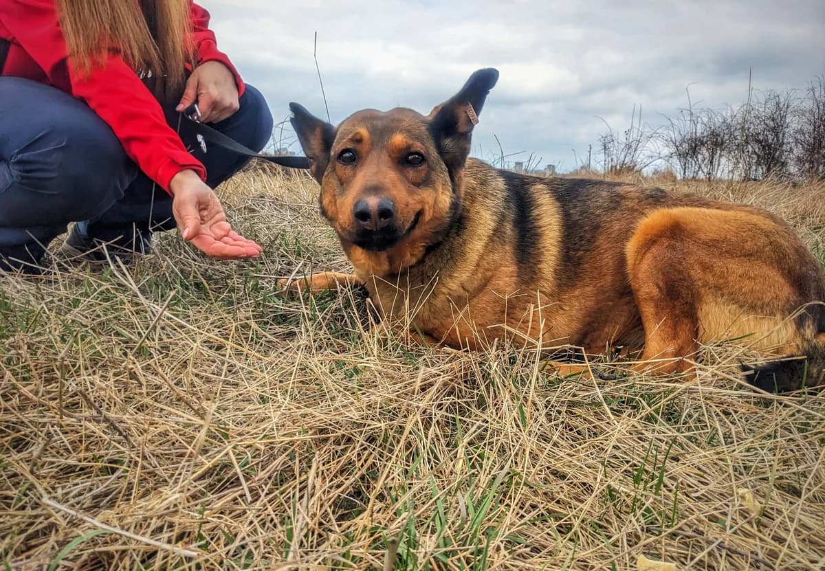 Kara, female 6yo mixed breed for adoption at Four Paws Bulgaria (ЧЕТИРИ ЛАПИ), Sofia