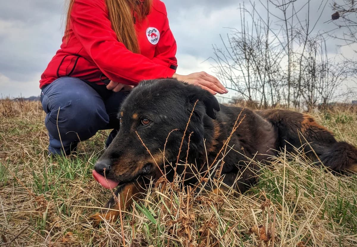 kovi, male 6yo mixed breed for adoption at Four Paws Bulgaria (ЧЕТИРИ ЛАПИ), Sofia