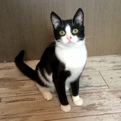 Fima (Фима), female Mixed Breed for adoption at Barbos.by, Minsk