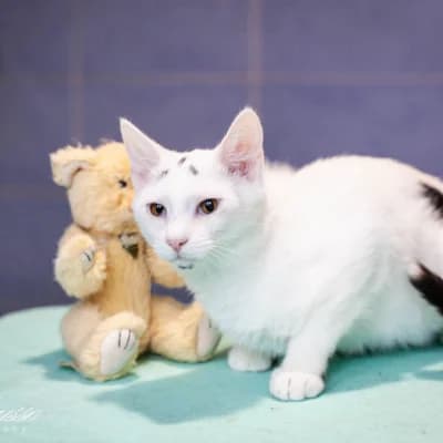Garri (Гарри), male Mixed Breed for adoption at Barbos.by, Minsk