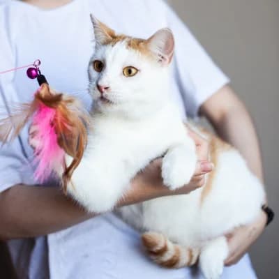 Luchik (Лучик), male Mixed Breed for adoption at Barbos.by, Minsk