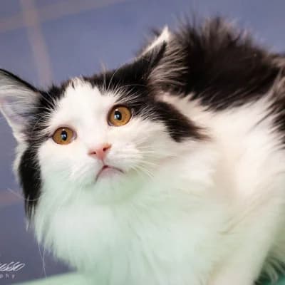 Novyy resurs (Новый ресурс), male Mixed Breed for adoption at Barbos.by, Minsk