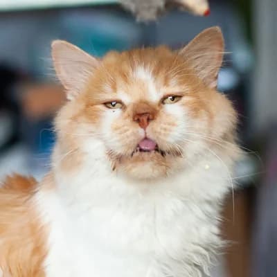 Saymon (Саймон), male Mixed Breed for adoption at Barbos.by, Minsk