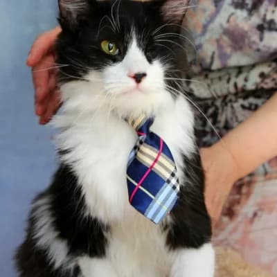Prosha (Проша), male Mixed Breed for adoption at Barbos.by, Minsk