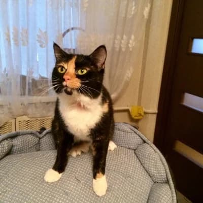 Shani (Шани), female Mixed Breed for adoption at Barbos.by, Minsk