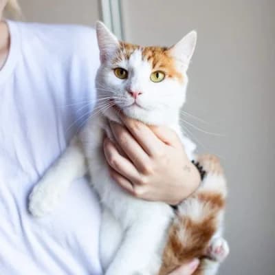 Totoshka (Тотошка), male Mixed Breed for adoption at Barbos.by, Minsk