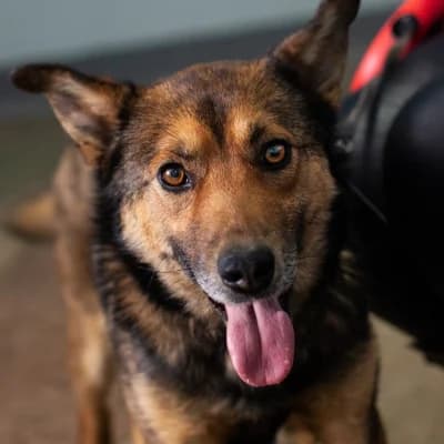 Dzhek (Джек), male Mixed Breed for adoption at Barbos.by, Minsk