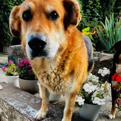 Saymon (Саймон), male Mixed Breed for adoption at Barbos.by, Minsk