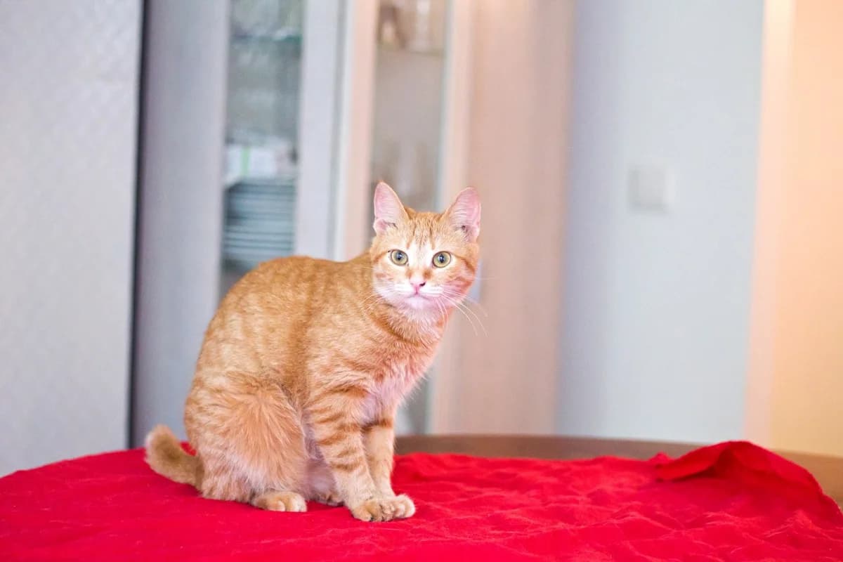 Sara (Сара), female Mixed Breed for adoption at Дружок Mogilev Animal Shelter, Mogilev