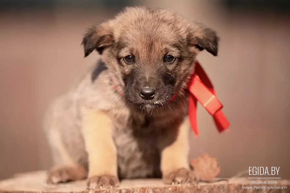 Shtenki (Щенки), female young Mixed Breed for adoption at Egida Animal Shelter (Belarus), Minsk