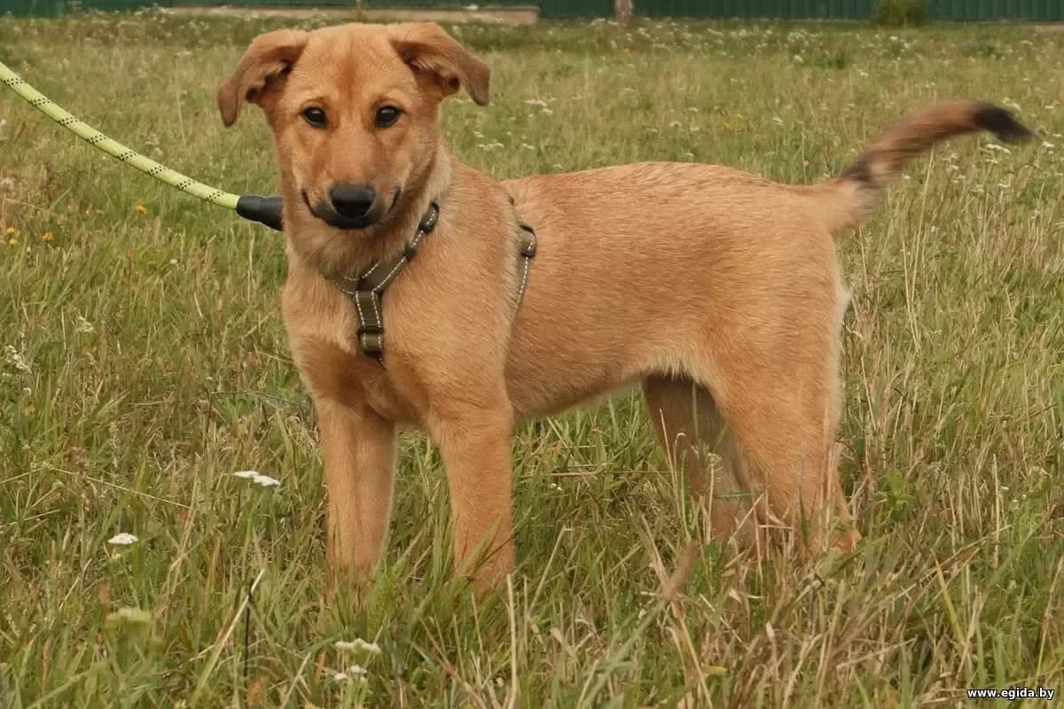 Fani (Фани), female 4yo Mixed Breed for adoption at Egida Animal Shelter (Belarus), Minsk