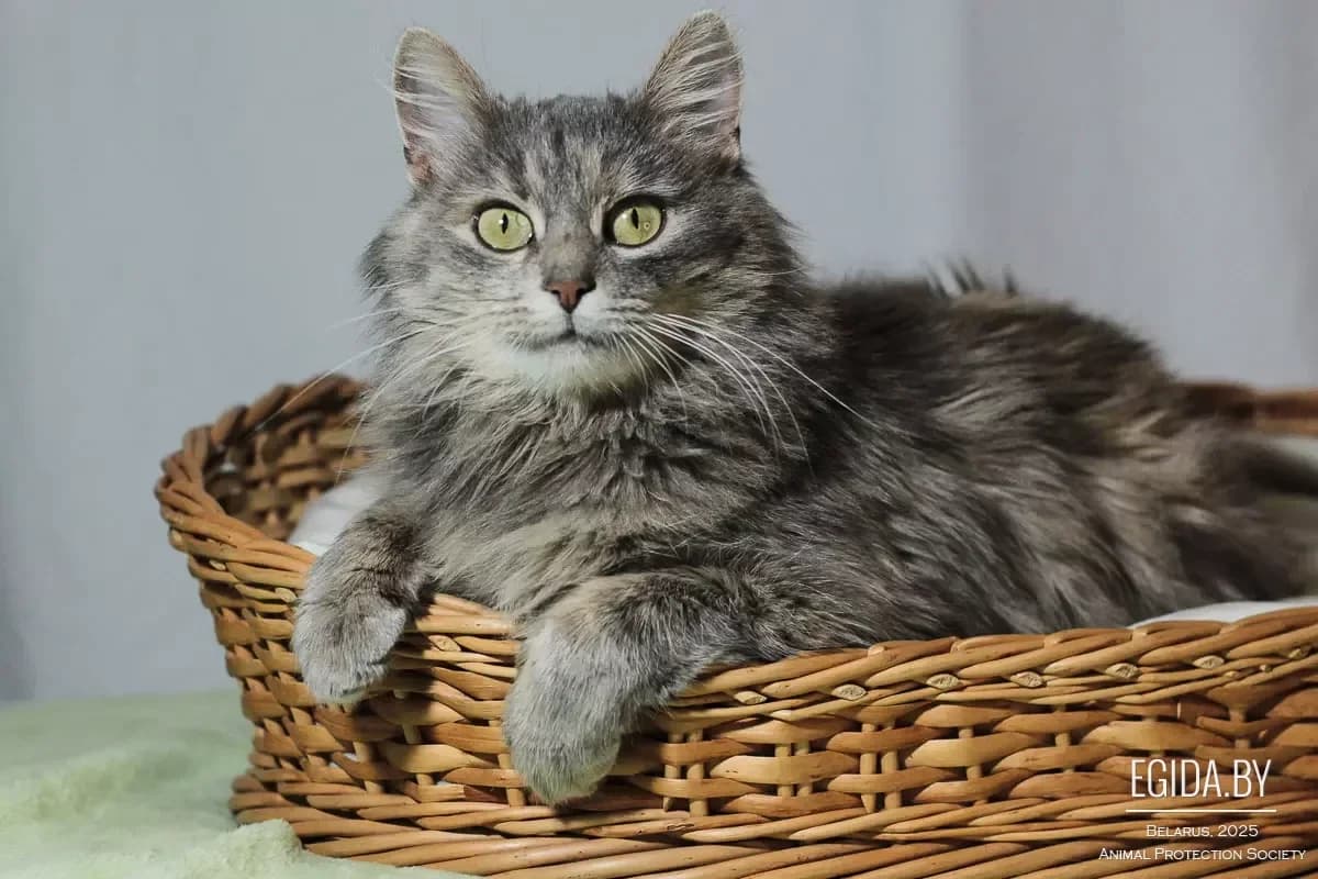 Luna (Луна), female young Mixed Breed for adoption at Egida Animal Shelter (Belarus), Minsk