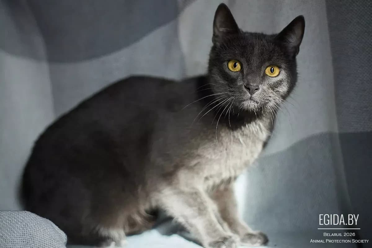 Lord (Лорд), male young Mixed Breed for adoption at Egida Animal Shelter (Belarus), Minsk