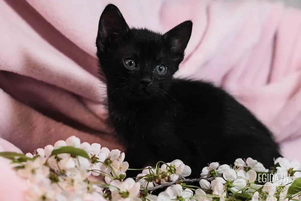 Chernyshka (Чернышка), female young Mixed Breed for adoption at Egida Animal Shelter (Belarus), Minsk