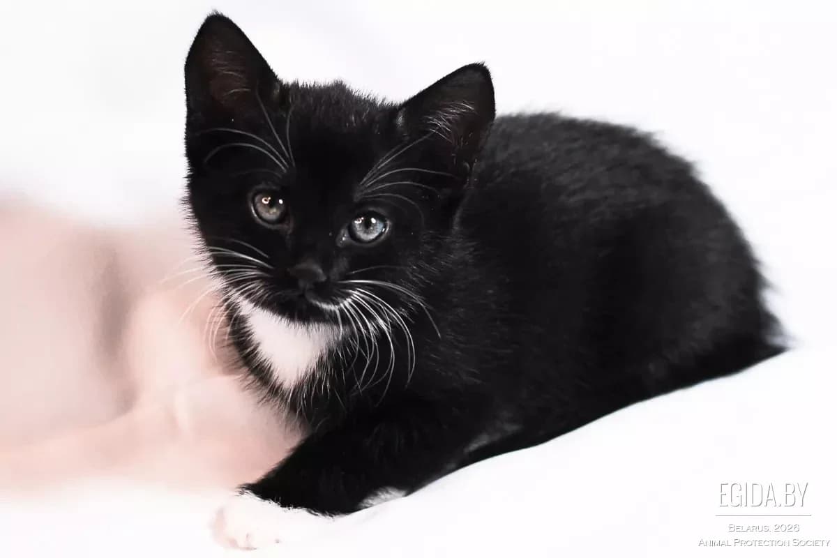Malyshka (Малышка), female young Mixed Breed for adoption at Egida Animal Shelter (Belarus), Minsk