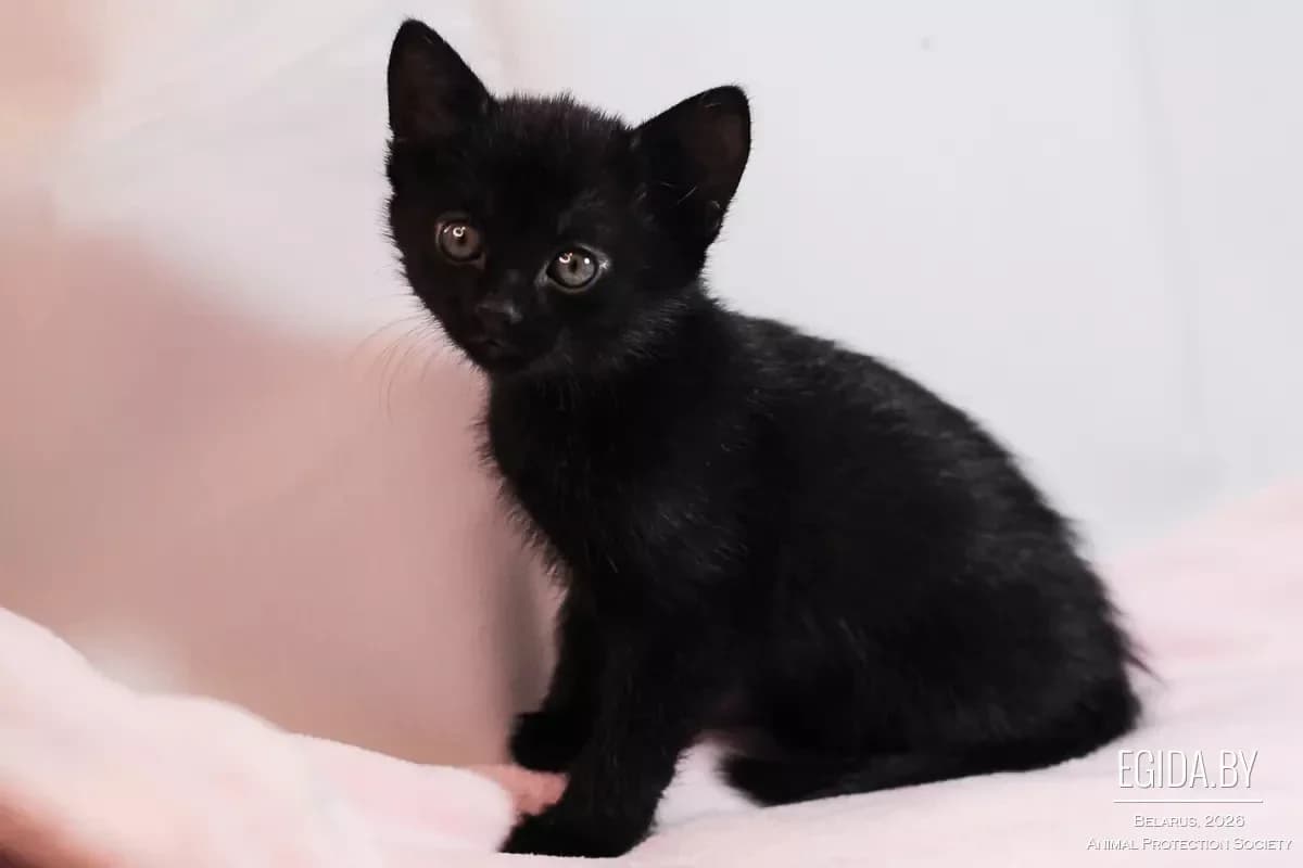 Printsessa (Принцесса), female Mixed Breed for adoption at Egida Animal Shelter (Belarus), Minsk