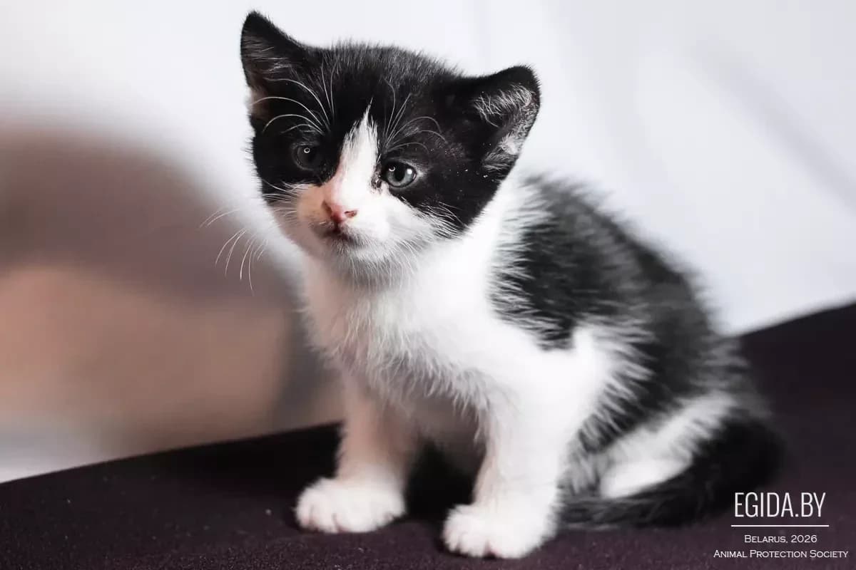 Knopa (Кнопа), female young Mixed Breed for adoption at Egida Animal Shelter (Belarus), Minsk