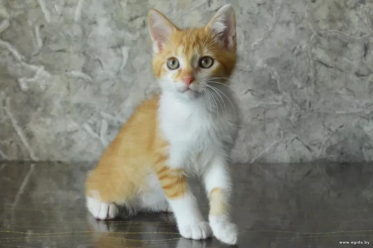 Persik (Персик), male young Mixed Breed for adoption at Egida Animal Shelter (Belarus), Minsk
