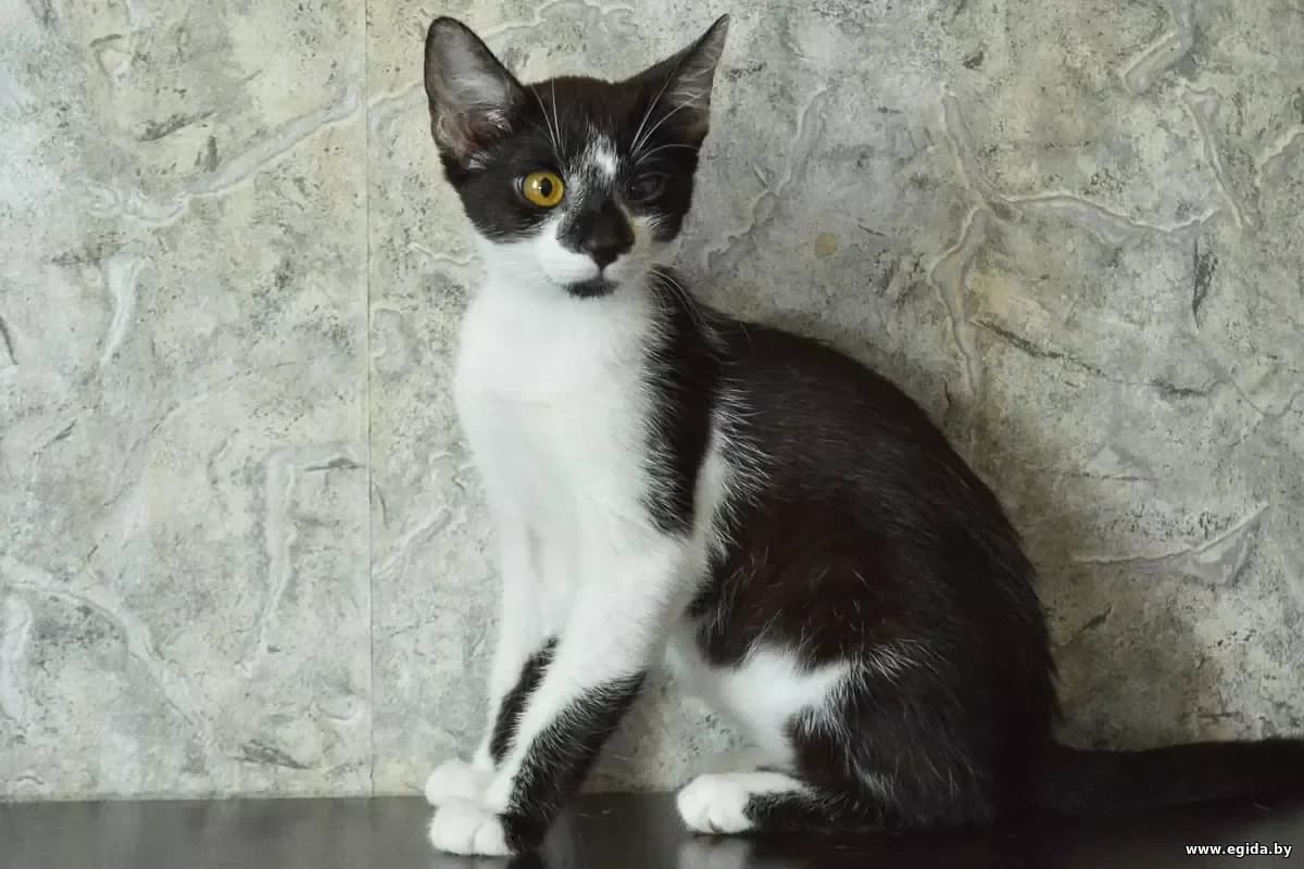 Sima (Сима), female 3yo Mixed Breed for adoption at Egida Animal Shelter (Belarus), Minsk