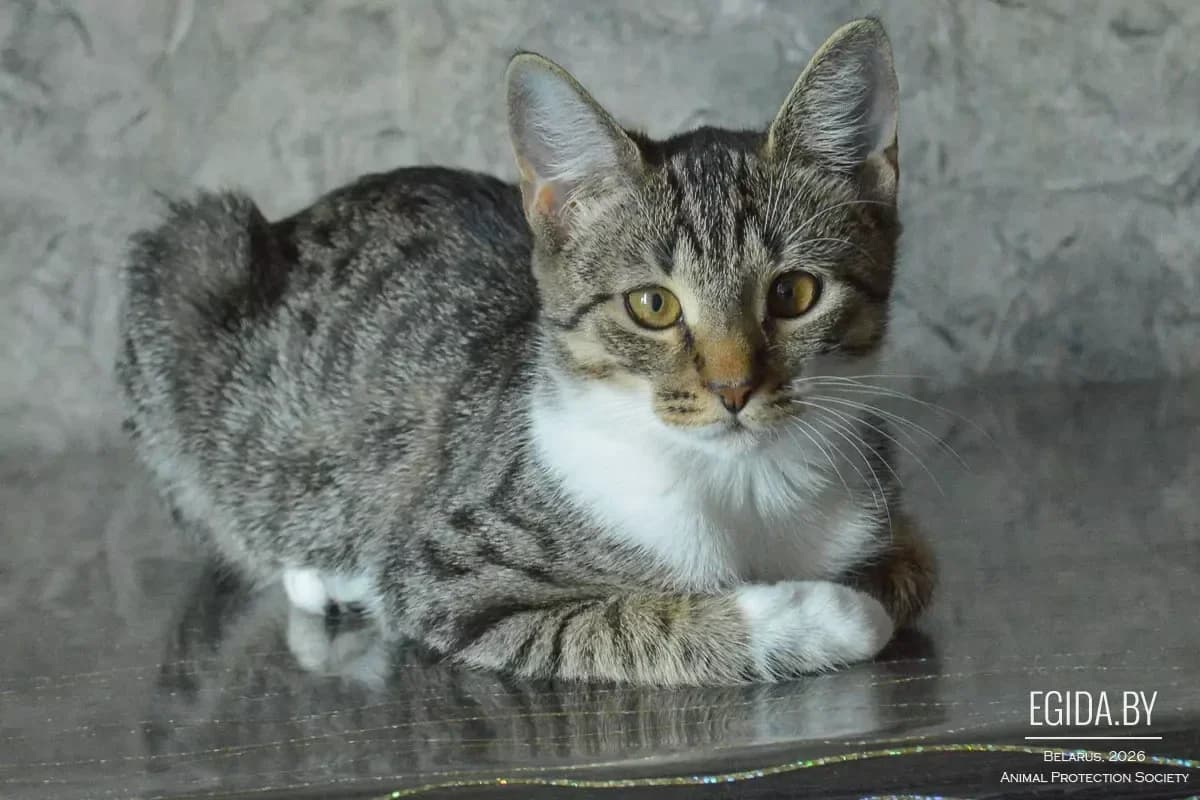 Sonechka (Сонечка), female 5yo Mixed Breed for adoption at Egida Animal Shelter (Belarus), Minsk